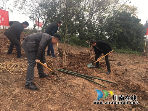 江阳区张坝街道开展义务植树活动(图1)