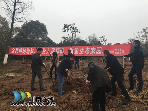 江阳区张坝街道开展义务植树活动(图2)