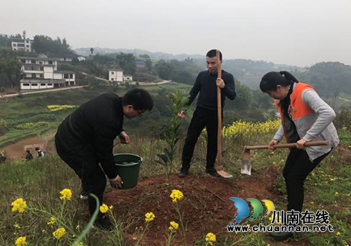 合江县生态环境局开展义务植树活动(图2)
