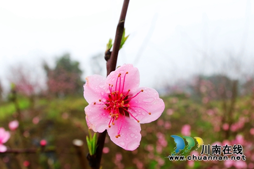 郊游好去处，快来双加十里渔湾生态园赏桃花(图2)