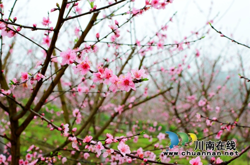 郊游好去处，快来双加十里渔湾生态园赏桃花(图3)