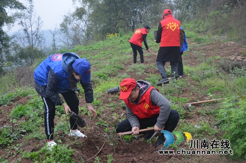 泸县太伏镇开展2019年植树活动(图2)