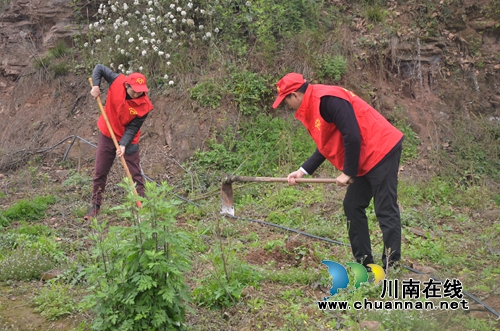 泸县太伏镇开展2019年植树活动(图3)