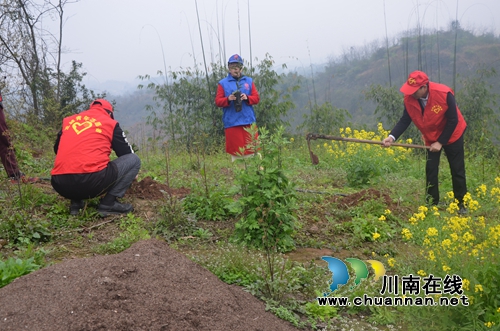 泸县太伏镇开展2019年植树活动(图4)