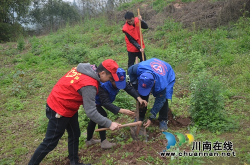泸县太伏镇开展2019年植树活动(图5)