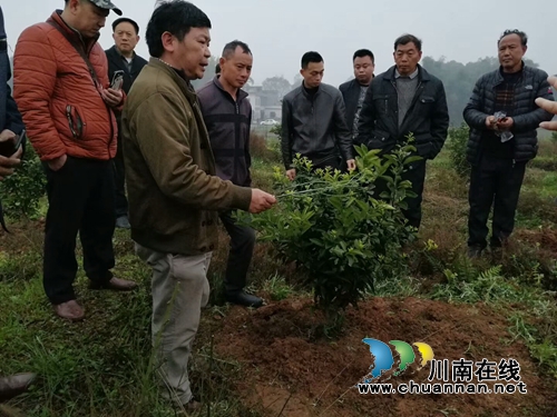 泸州市柑橘(枳壳)2019年生产技术培训会在泸县太伏镇召开(图1) 泸州市柑橘(枳壳)2019年生产技术培训会在泸县太伏镇召开(图1)