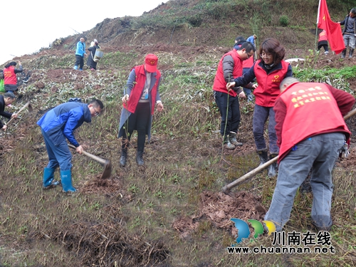 合江县福宝镇开展义务植树活动(图2)