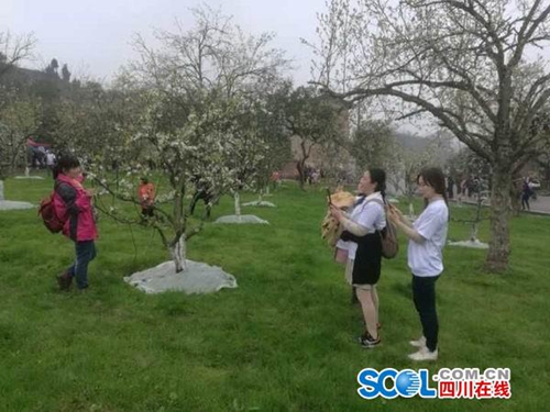 这个春日 去自贡三多古寨赏梨花(图2) 这个春日 去自贡三多古寨赏梨花(图2)