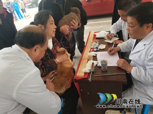 江阳区张坝街道匠心社区免费为宠物犬注射狂犬疫苗(图2) 江阳区张坝街道匠心社区免费为宠物犬注射狂犬疫苗(图2)