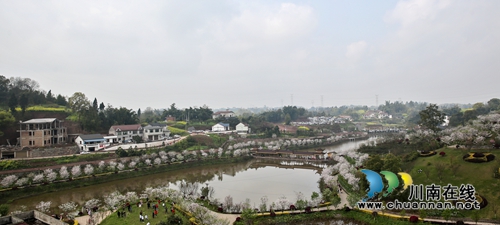 泸州江阳：万株樱花迎春怒放醉游人(图1)