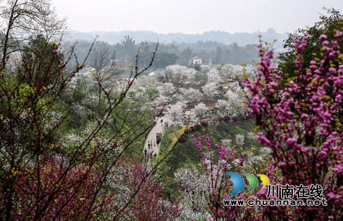 泸州江阳：万株樱花迎春怒放醉游人(图2)