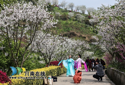 泸州江阳：万株樱花迎春怒放醉游人(图3)