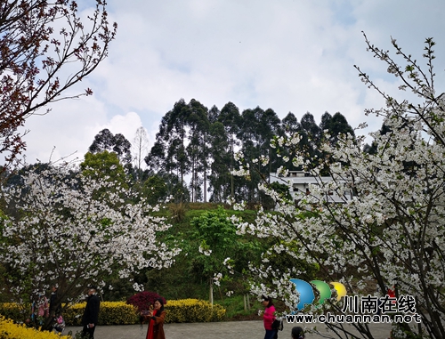 泸州江阳：万株樱花迎春怒放醉游人(图4)