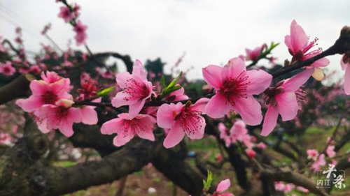 内江千亩桃花盛开！央视报道吹响赏花集结号(图1)