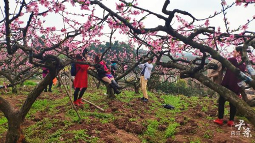 内江千亩桃花盛开！央视报道吹响赏花集结号(图2)