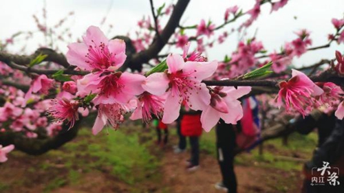 内江千亩桃花盛开！央视报道吹响赏花集结号(图4)