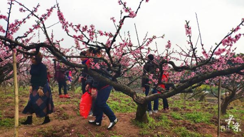 内江千亩桃花盛开！央视报道吹响赏花集结号(图5)