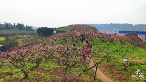 内江千亩桃花盛开！央视报道吹响赏花集结号(图6)