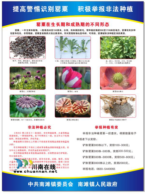合江县南滩镇开展非法种植罂粟举报宣传活动(图1)