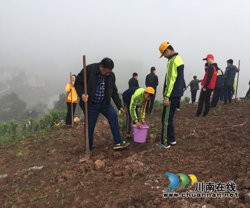建设美丽乡村风景线&nbsp;合江掀起义务植树高潮(图1)