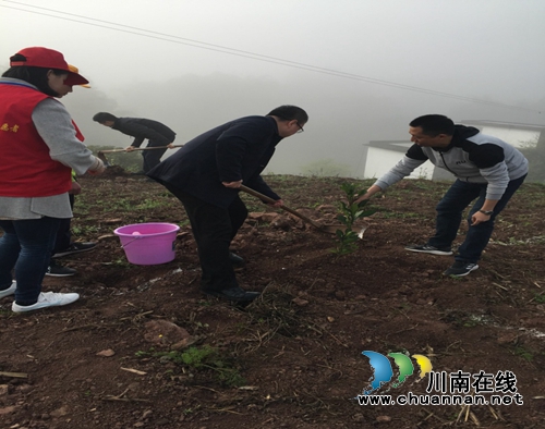 建设美丽乡村风景线&nbsp;合江掀起义务植树高潮(图2)