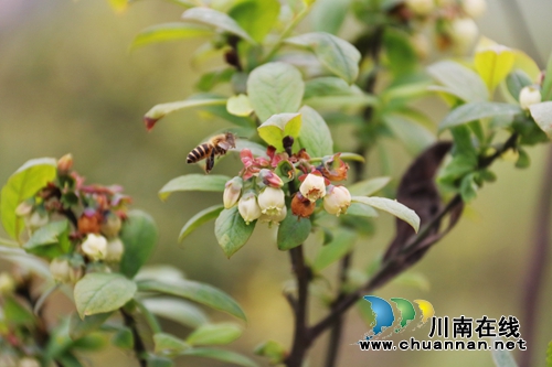 退伍老兵返乡种蓝莓，用心耕作向往的生活(图2)