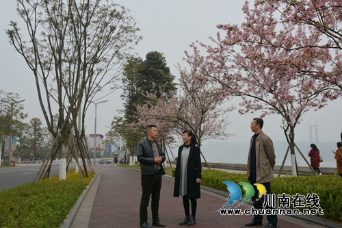 江阳区副区长杨敏到张坝街道调研(图2)