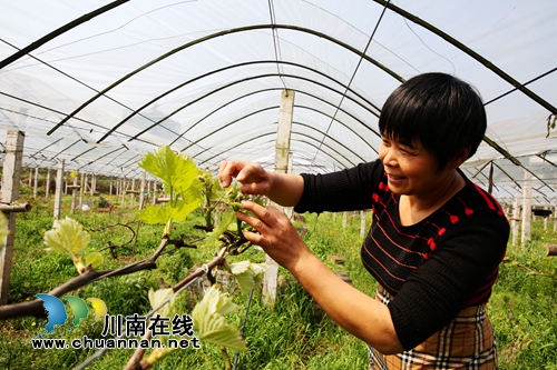 泸州龙马潭:春分时节忙生产 政府搭台产业兴(图4) 泸州龙马潭:春分时节忙生产 政府搭台产业兴(图4)
