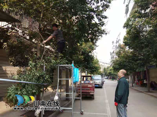 龙马潭区特兴街道：修剪树枝给“天网”擦亮“眼睛”(图2)