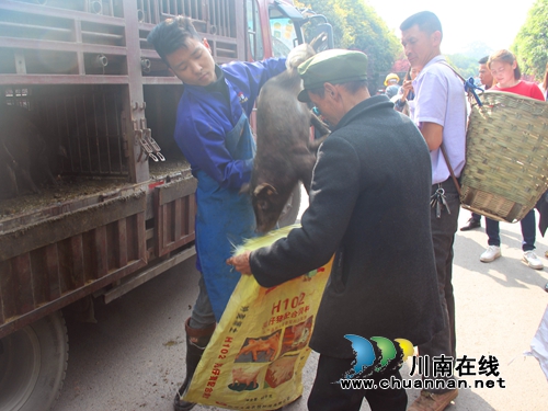 泸州市残联为纳溪区棉花坡镇残疾人免费发放仔猪助力增收致富(图1)