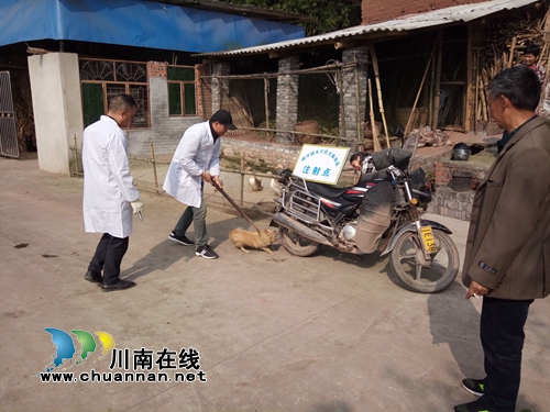 泸县潮河镇全面开展狂犬病防疫注射工作(图3) 泸县潮河镇全面开展狂犬病防疫注射工作(图3)