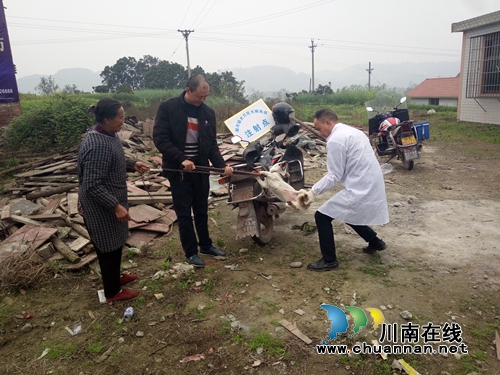 泸县潮河镇全面开展狂犬病防疫注射工作(图2) 泸县潮河镇全面开展狂犬病防疫注射工作(图2)