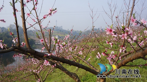 泸县立石镇发展“花果”经济,助力乡村振兴(图2) 泸县立石镇发展“花果”经济,助力乡村振兴(图2)