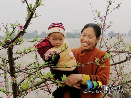 泸县立石镇发展“花果”经济,助力乡村振兴(图1) 泸县立石镇发展“花果”经济,助力乡村振兴(图1)