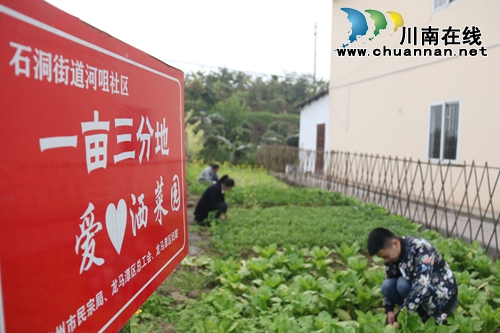 龙马潭：“爱心小菜园”&nbsp;发挥大作用(图1)