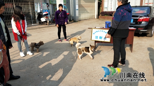 泸县潮河镇完成2019年狂犬病防疫注射工作(图2)