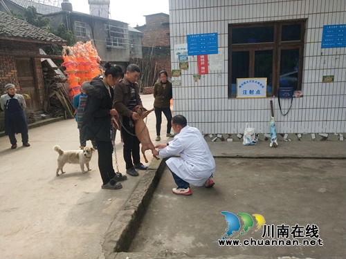 泸县潮河镇完成2019年狂犬病防疫注射工作(图3)