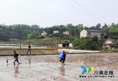 纳溪区棉花坡镇：直播水稻助力农民省工增产(图1)