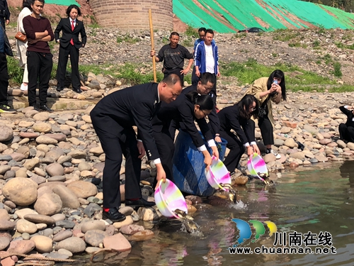 龙马潭：三万鱼苗入长江，增殖放流助生态(图1)