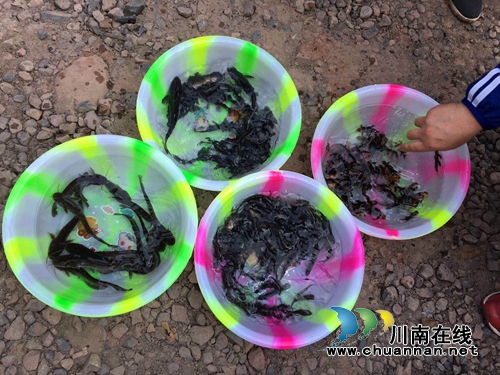 龙马潭：三万鱼苗入长江，增殖放流助生态(图2)
