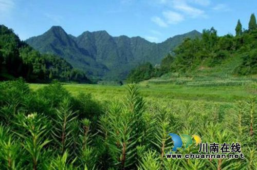 第三批省级森林小镇名单出炉 泸州2处上榜!(图2) 第三批省级森林小镇名单出炉 泸州2处上榜!(图2)