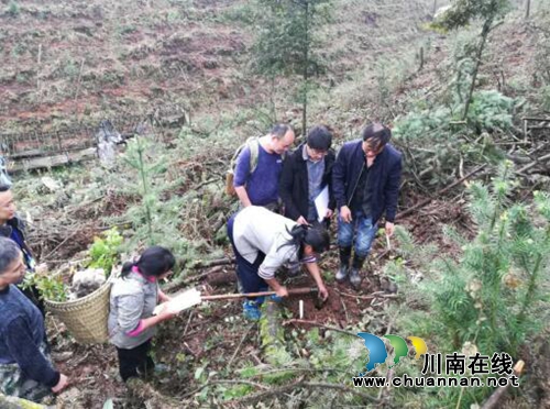 四川省林科院在合江县开展科学试验落下帷幕(图1)