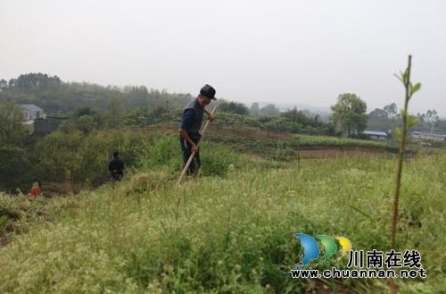 龙马潭区发展特色黄桃种植 为乡村振兴再添一品(图1) 龙马潭区发展特色黄桃种植 为乡村振兴再添一品(图1)