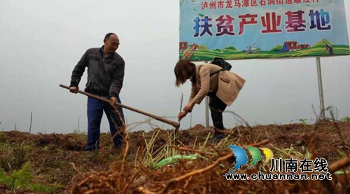 龙马潭区发展特色黄桃种植 为乡村振兴再添一品(图2) 龙马潭区发展特色黄桃种植 为乡村振兴再添一品(图2)