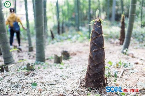 蜀南竹海第十七届春笋节开幕&nbsp;百人同吃竹笋宴(图4)