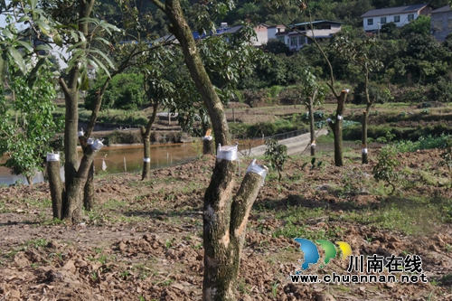 泸州龙马潭：龙眼高换嫁接&nbsp;助果农增产增收(图3)