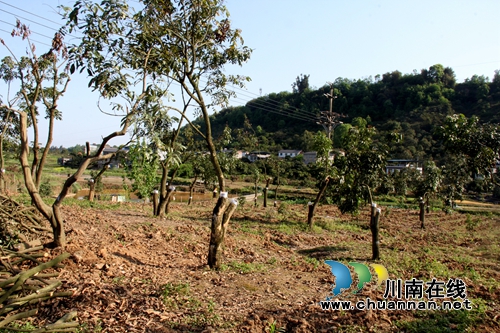 泸州龙马潭：龙眼高换嫁接&nbsp;助果农增产增收(图4)