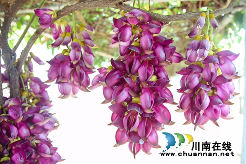 来江阳区张坝，赴一场“雀精灵”的约会！(图1)