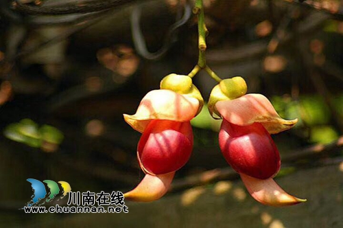 来江阳区张坝，赴一场“雀精灵”的约会！(图2)