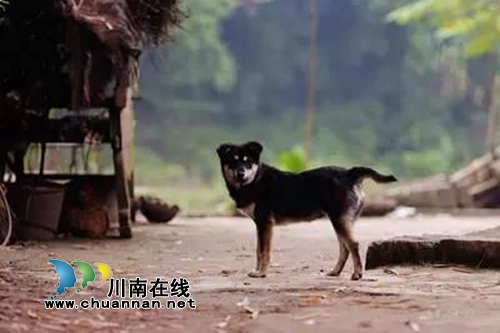 泸州：村民被邻居狗儿咬伤起诉&nbsp;法官调解结案(图9)